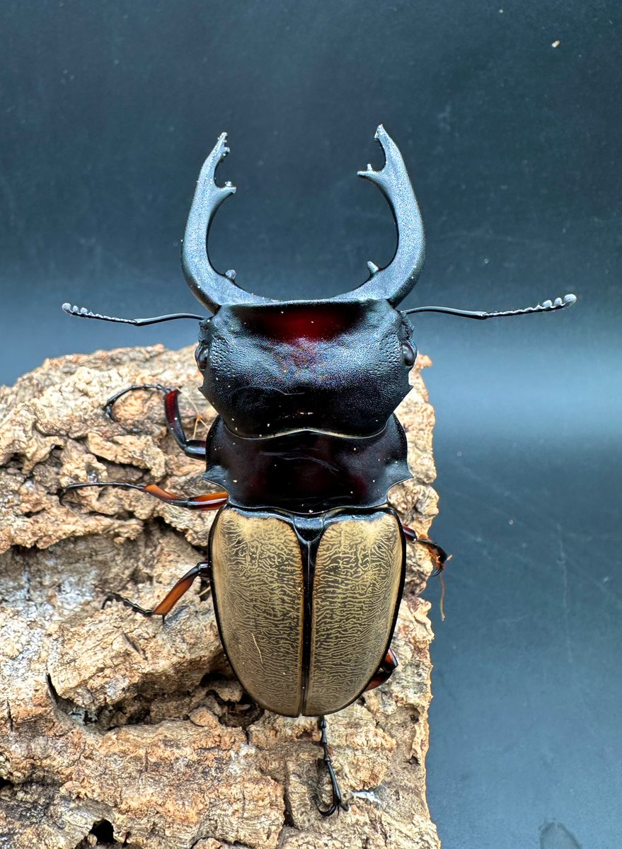 フェモラリスツヤクワガタ WD 原名亜種 89mm 自己採集品 ボルネオ亜種