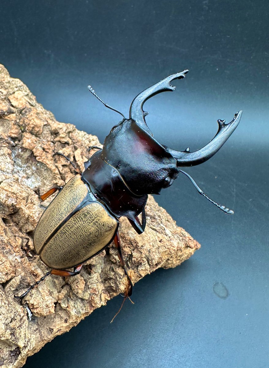 フェモラリスツヤクワガタ WD 原名亜種 89mm 自己採集品 ボルネオ亜種