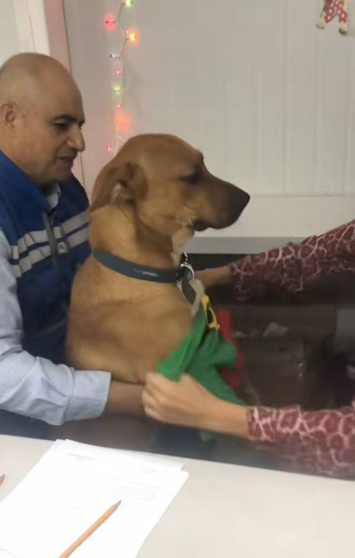 DiloConPerritos's tweet photo. En la oficina hoy se vivió un momento digno de novela navideña: dos compañeros intentando convencer a Firu, el perrito de Recursos Humanos, de ponerse un suéter festivo para la foto oficial.

—Firu, por favor… ponete el suéter. Es por el bien de la oficina —le dice la compañera, con toda la paciencia del mundo.
—Ay, pero ¿por qué tengo que ponerme esto? —responde Firu con la mirada—.
—Porque sos el más guapo.
—¡Yo sé que soy el más guapo! —piensa él—. ¡Pero con esto me veo ridículo!

El compañero interviene, negociando como si fuera aumento de salario:
—Firu… hacelo por tu sueldo.
El perrito suspira.
—Dios mío… lo que hay que hacer por unas croquetas.

—Además —agregan—, el jefe quiere la foto para la tarjeta navideña de la oficina. Y vos sos el más fotogénico.

Firu pone su mejor cara dramática:
—Qué maldición ser tan bello. Está bien… háganlo por mis croquetas.

Y así, entre suspiros, miradas de “no se los voy a perdonar nunca” y mucha risa, le colocaron el suéter navideño.
El resultado: una foto preciosa junto al arbolito de la oficina… y un Firu que, aunque no lo admita, se veía espectacular.