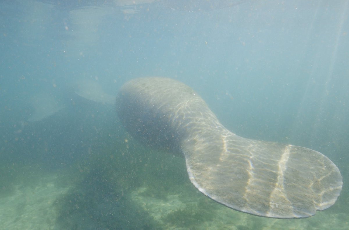 #DYK? A manatee’s heart beats only about 50 times per minute—slow and steady wins the race.

#ManateeMonday #FunFacts
