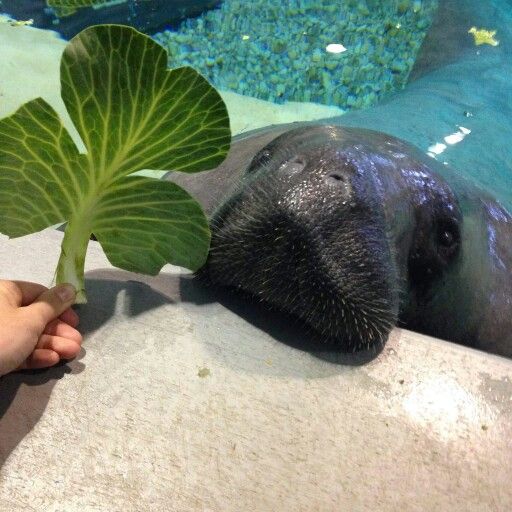 should I share my leaf with this FREAK…. I think not.
