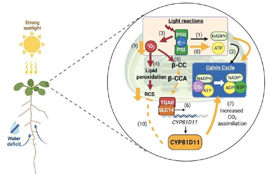 Plant Physiology tweet media