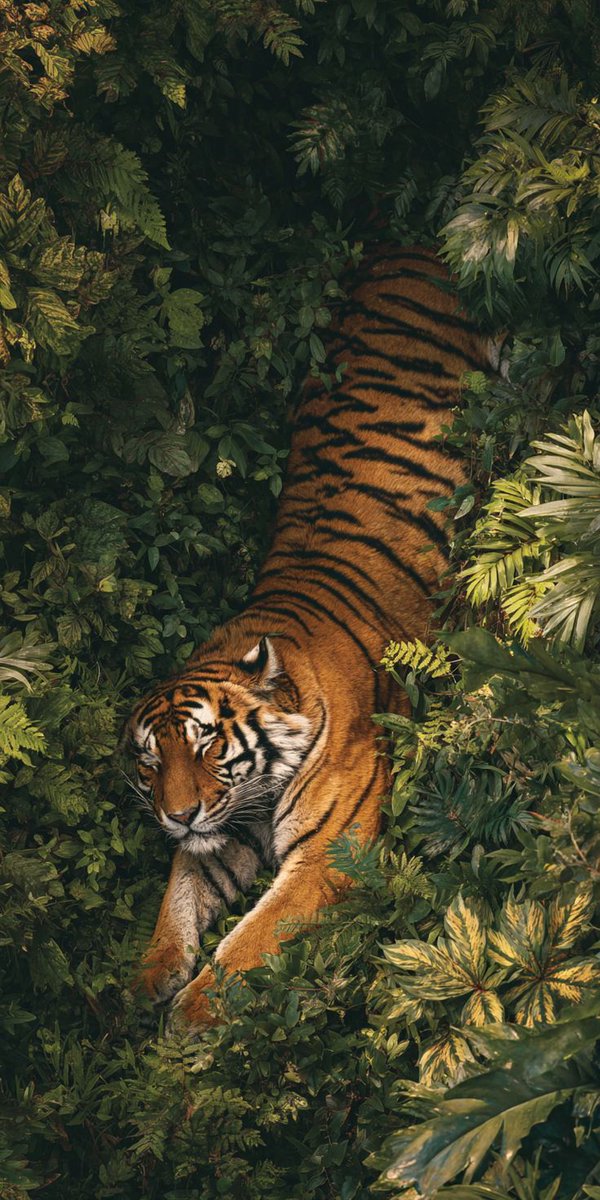 REX (@rexchillect) on Twitter photo 