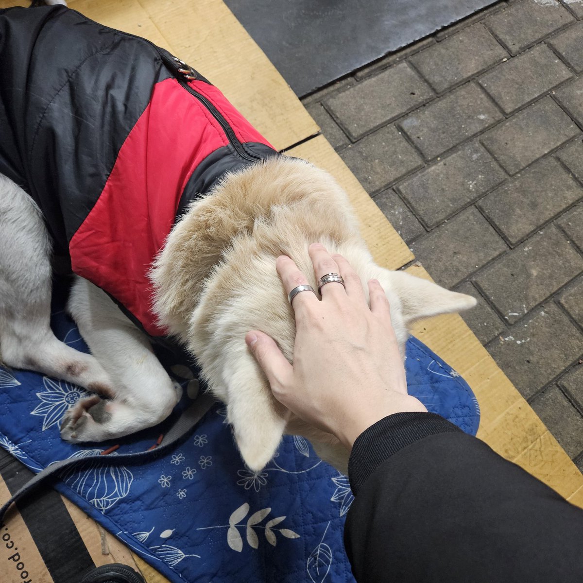 an3535an's tweet photo. 포장마차 이누짱 https://t.co/LBU7SH2gJf