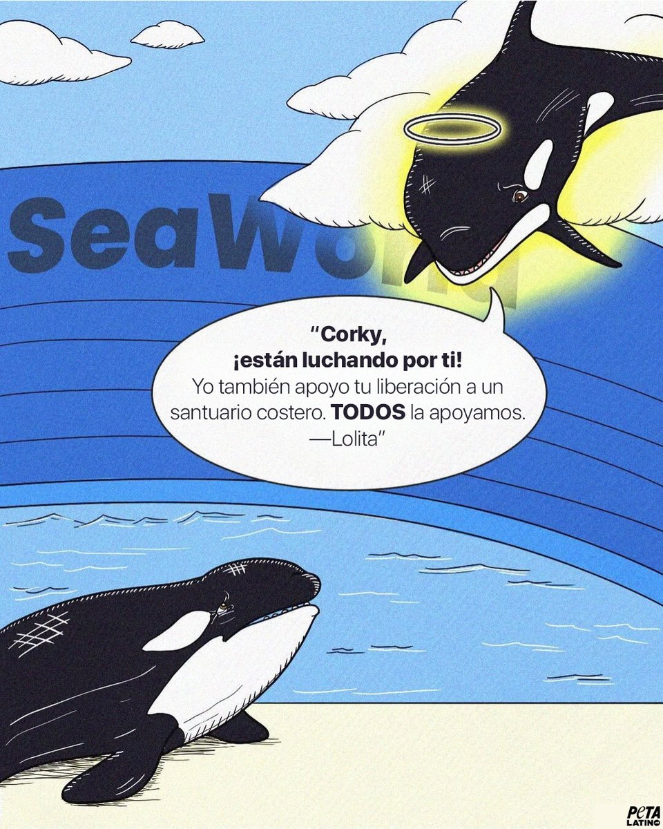 PETA_Latino's tweet photo. Lolita nunca llegó a un santuario, pero Corky aún puede. Corky ha pasado 56 años dando vueltas en tanques diminutos de parques marinos. Merece sentir el océano de nuevo.
Ayúdanos a sacarla de SeaWorld para trasladarla a un santuario costero, donde pueda conocer la paz 🔗
https://t.co/OiqfFMm5es