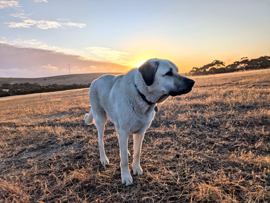 Shayne Calliss tweet media