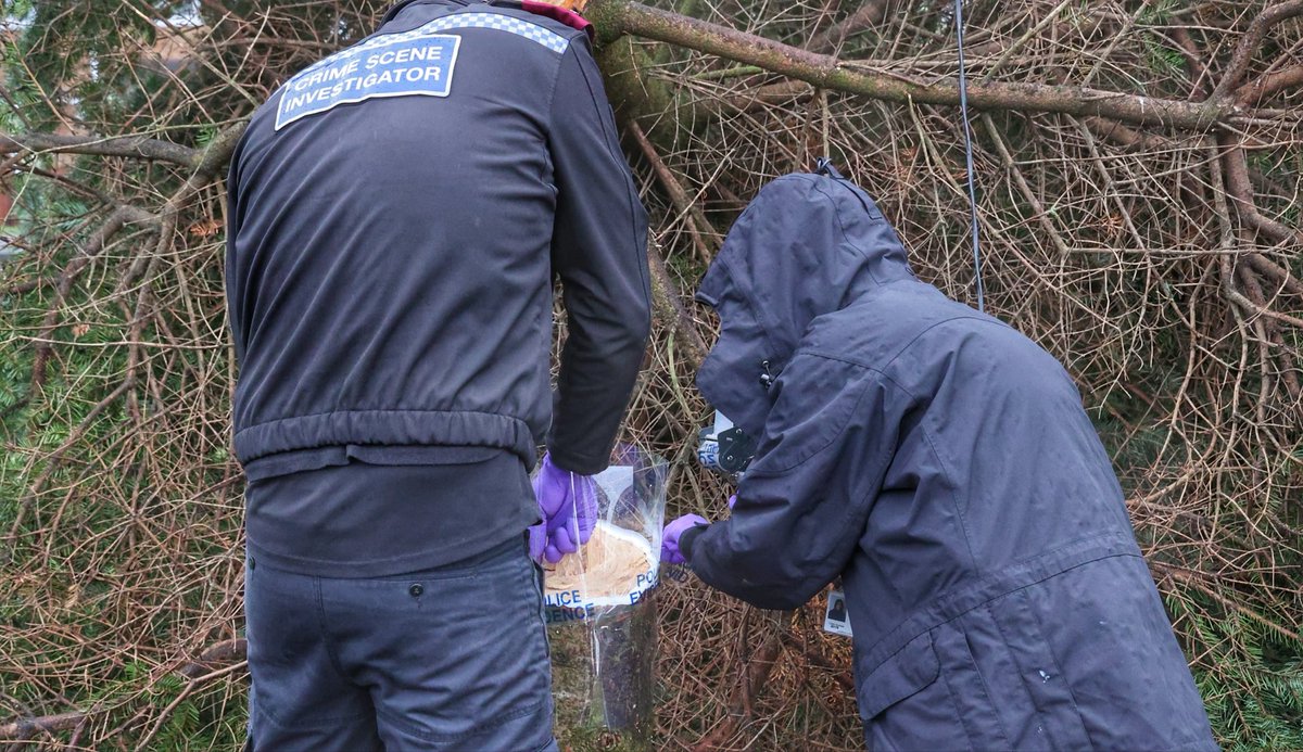 Police Crime scene investigators in Shotton village County Durham after its Christmas tree was "deliberately" cut down in a "disgusting act of mindless vandalism". pics by <a href="/RaoulDixonNNP/">Raoul Dixon</a> #Shotton #ShottonChristmasTree #CountyDurham