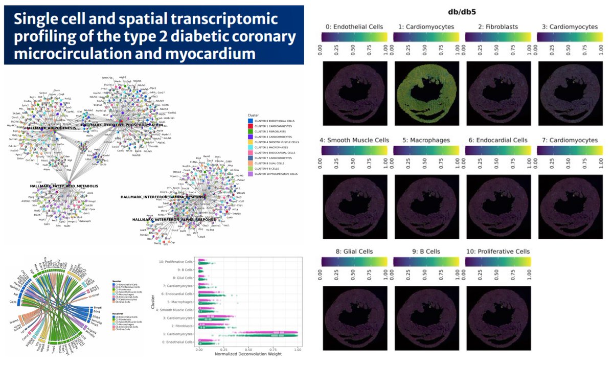 HaoYin20's tweet image. Diabetic #T2D db/db 🐭 heart-coronary resistance microvessel multiomics

FFPE-scRNAseq
#SpatialTranscriptomics Visium @10xGenomics
Proteomics Septal Coronary resistance microvessels (how to isolate?😮) 

Traits of Fatty acid β-oxidation &amp;amp; ketogenesis (Hmgcs2, Acot2) in diabetic…