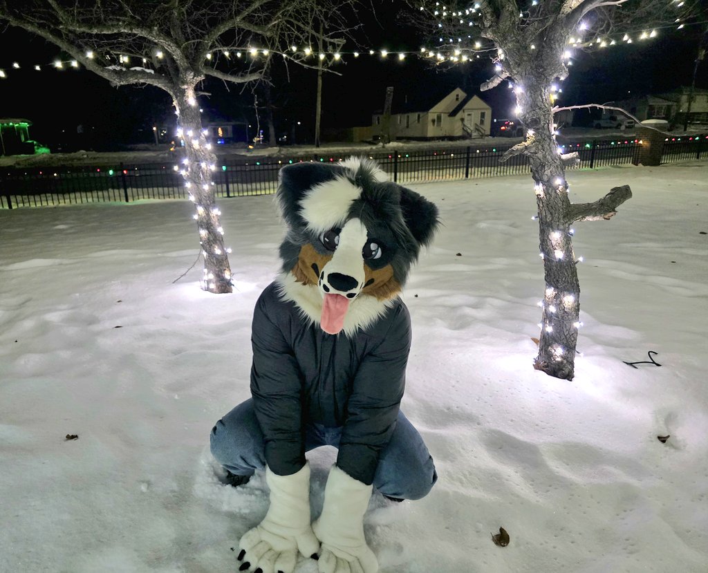 Bink - AD⚡HD Collie tweet media