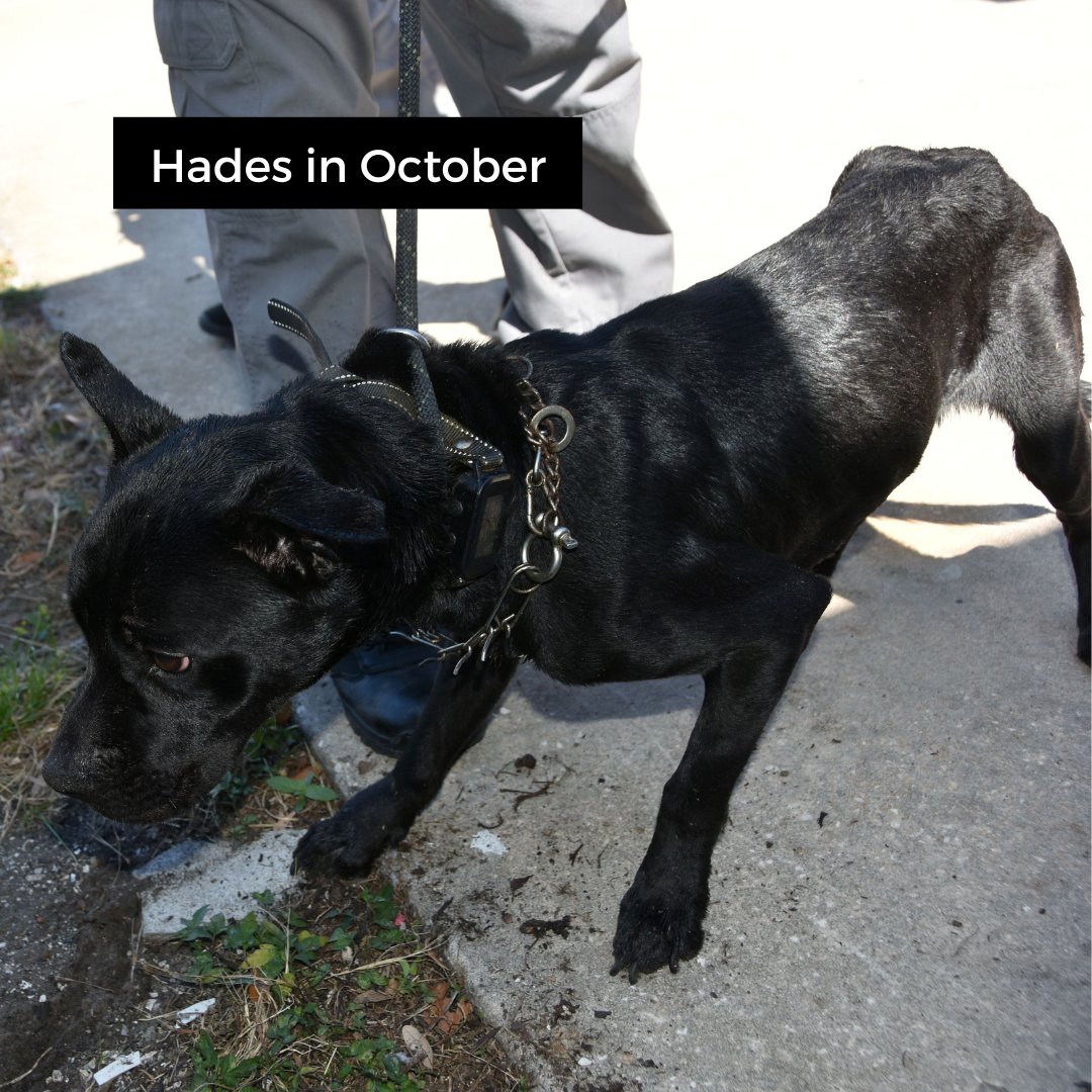 Bradenton Police Department tweet media