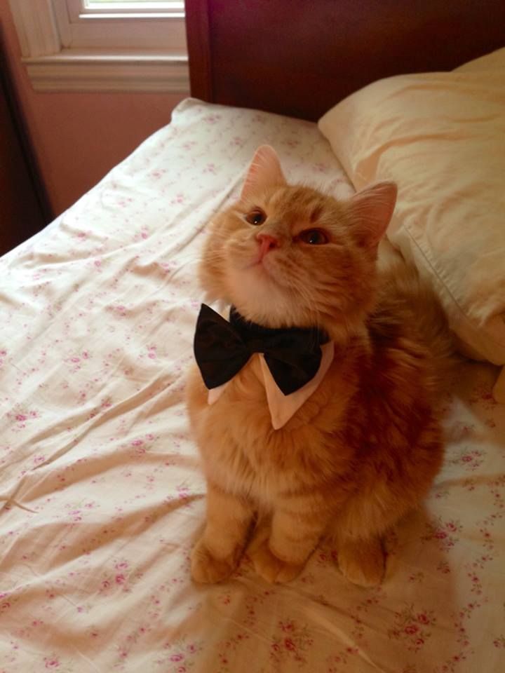piastripurrs's tweet photo. so classy and elegant! https://t.co/0EzEKcxWKU