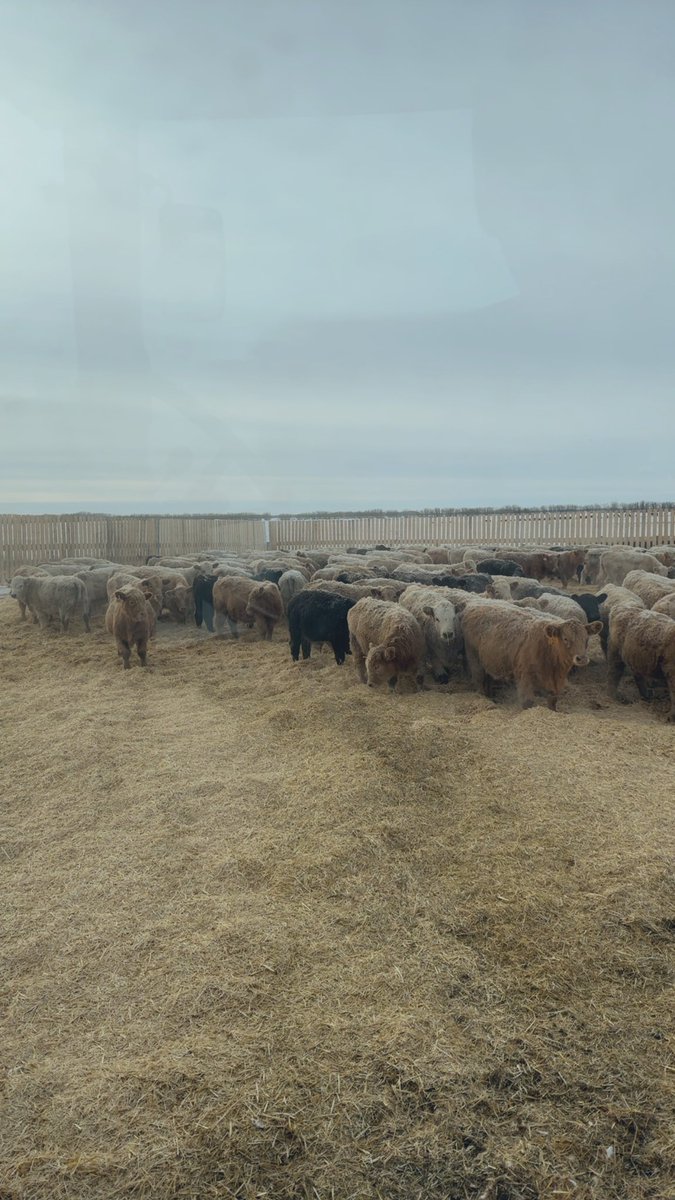 devinfsparrow's tweet photo. Fresh bedding for the calves to start with for what looks like a chilly weekend ahead https://t.co/ETNTDH6JAD