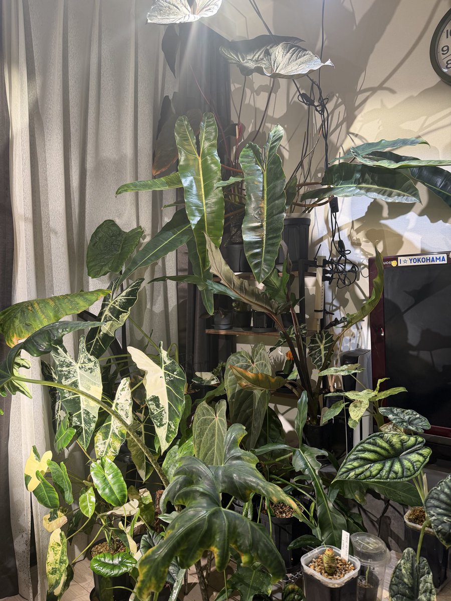 segitake's tweet image. 18時間頑張って働いて帰ってきたらこれ

土とココチップとが部屋の3割くらいにパラパラと敷き詰められてんだぜ！

2枚目の一番上のロムズレッドが育ち過ぎてバランス崩して落っこちてきたみたい…