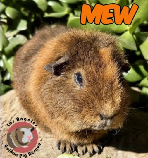 Meet Mew! Mew is a sweet brown agouti teddy guinea pig. At 3.5 years old, he is experienced, wise, and tame. Mew will make a great buddy for your solo boy as well as a cuddly companion for your family.

Do you have room in your heart and home for Mew?

Note: We do not place holds