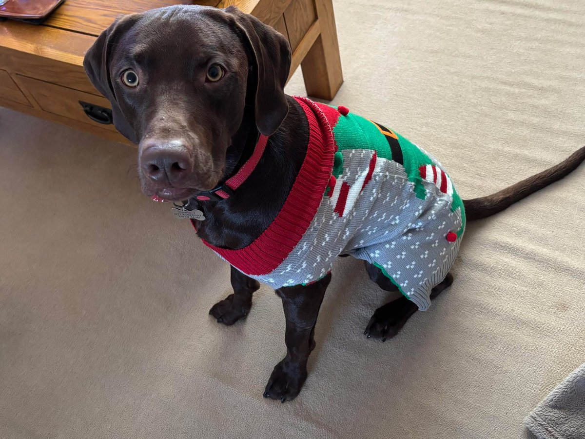 Bailey in his Christmas jumper😂