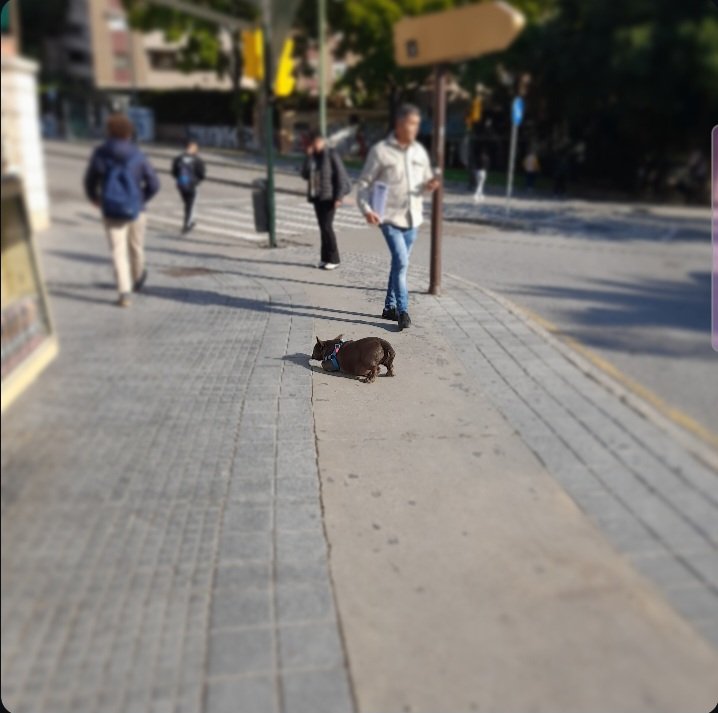 pues el otro día me encontré por la calle a un perrillo tomando el sol con el culo levantado xD