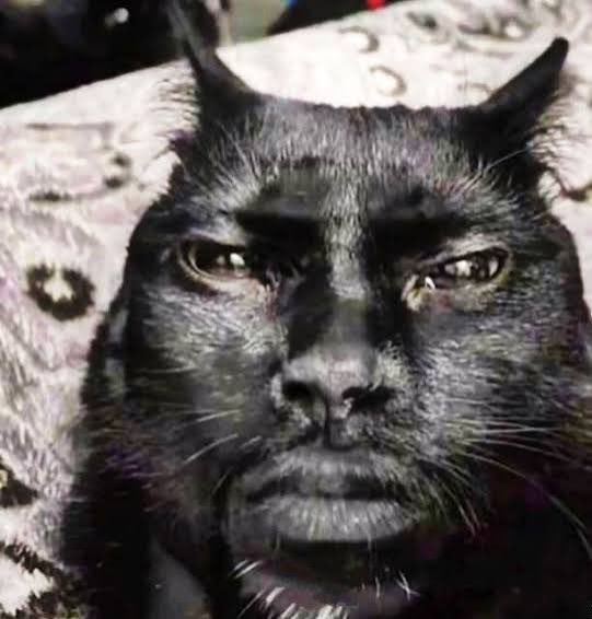 🪷ㄥㄖㄒㄩ丂🪷 tweet media