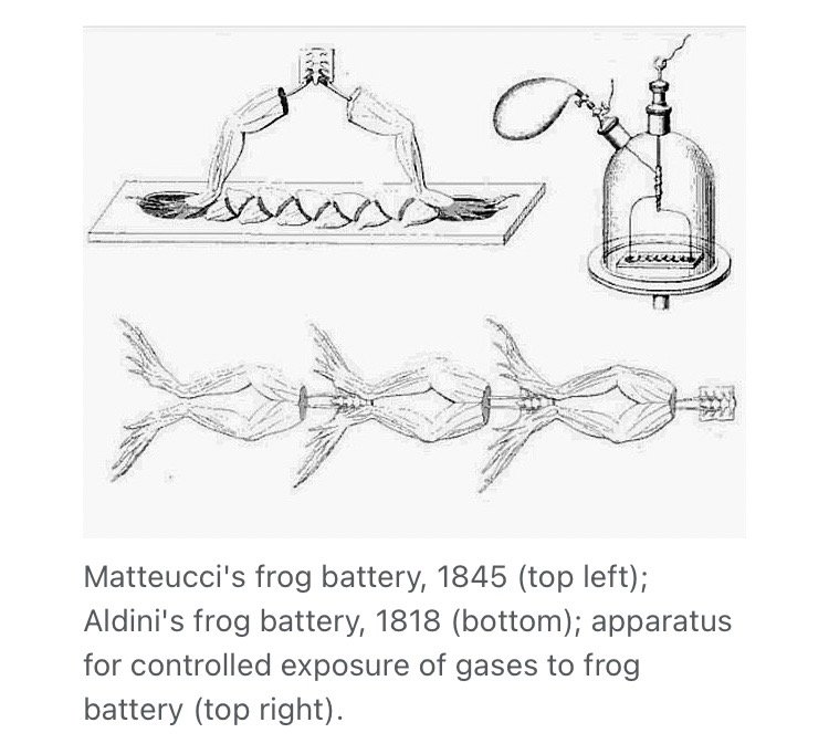 Frog battery 🐸 🔋