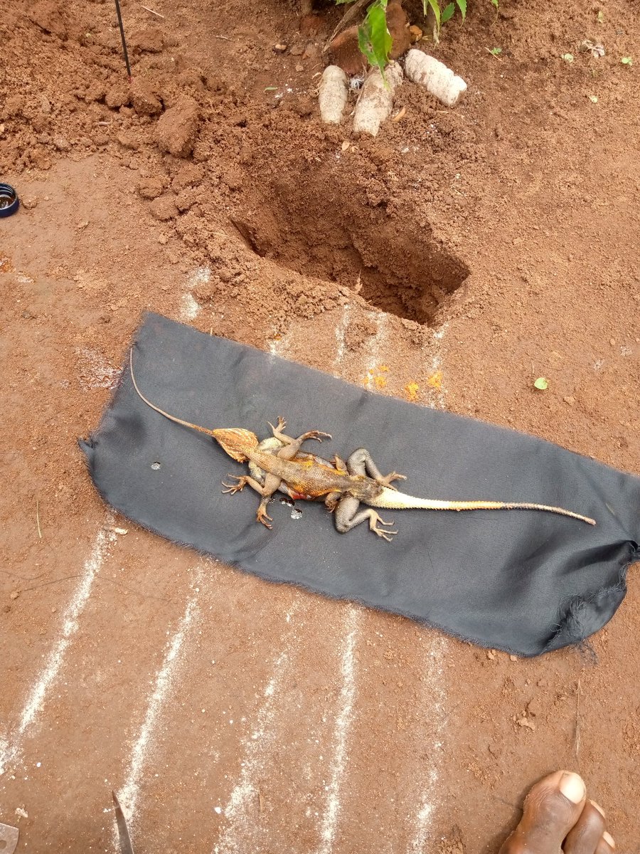 Kene_Nnewi's tweet image. A beautiful lady that can't attract suitor....it might be from your iyi uwa.

The woman that re-incarnated you might had a very bad experience in marriage during her time on earth and she vow never to marry in her next life....now it is affecting you.

Sunday night by 10pm we…