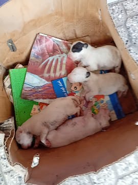 POR FAVOR AYUDA 🆘 NECESITO SACARLOS DE LAS CALLES! UN GATITO MORDIDO QUE NECESITA VETERINARIA 
LOS CACHORROS LACTANTES SE VAN A MORIR SI NO LLEGAN AL TRÁNSITO, MATARON A LA MAMÁ ❤️‍🩹SON 4 TRASLADO QUE SUMAN $200 MIL PESOS VAN DE PROVINCIA A CAPITAL!

📌ALIAS MISUPERAMIGOFIEL