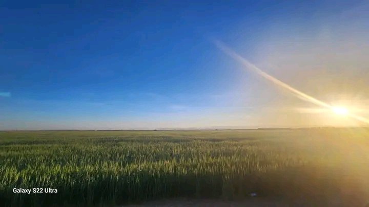 هذه ليست مزارع القمح في النرويج او في استراليا،
هذه مزارع القمح في محافظة الجوف اليمنية .

معاً نحو الاكتفاء الذاتي