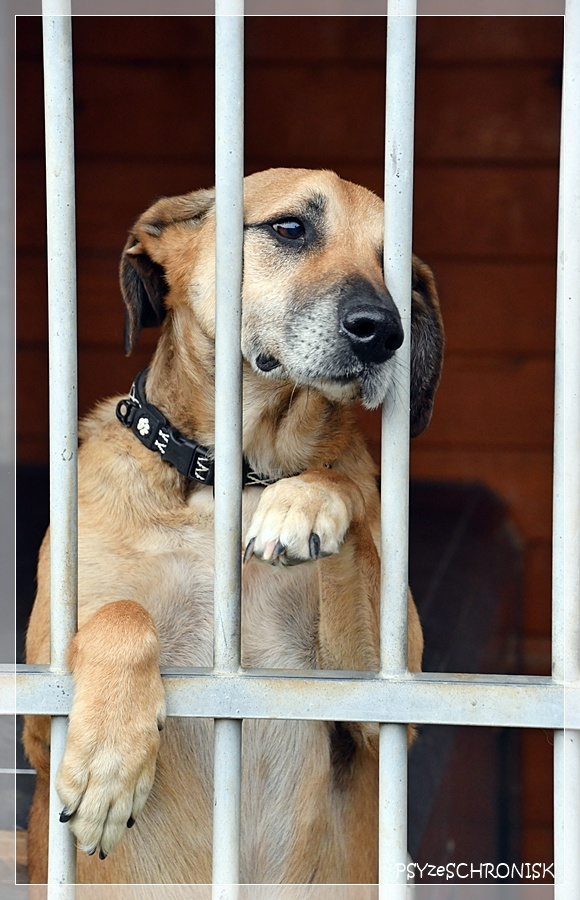 Stanęłyśmy przed jego kojcem; wiedział,że ma swoje 5 min. Zachowywał się tak,jakby chciał w tym krótkim czasie opowiedzieć nam wszystkie ważne rzeczy. Żeby ktoś o NIM,o bezdomnym🐕Hasanie,usłyszał💔Że bardzo długo już tu jest i że jest mu źle😢