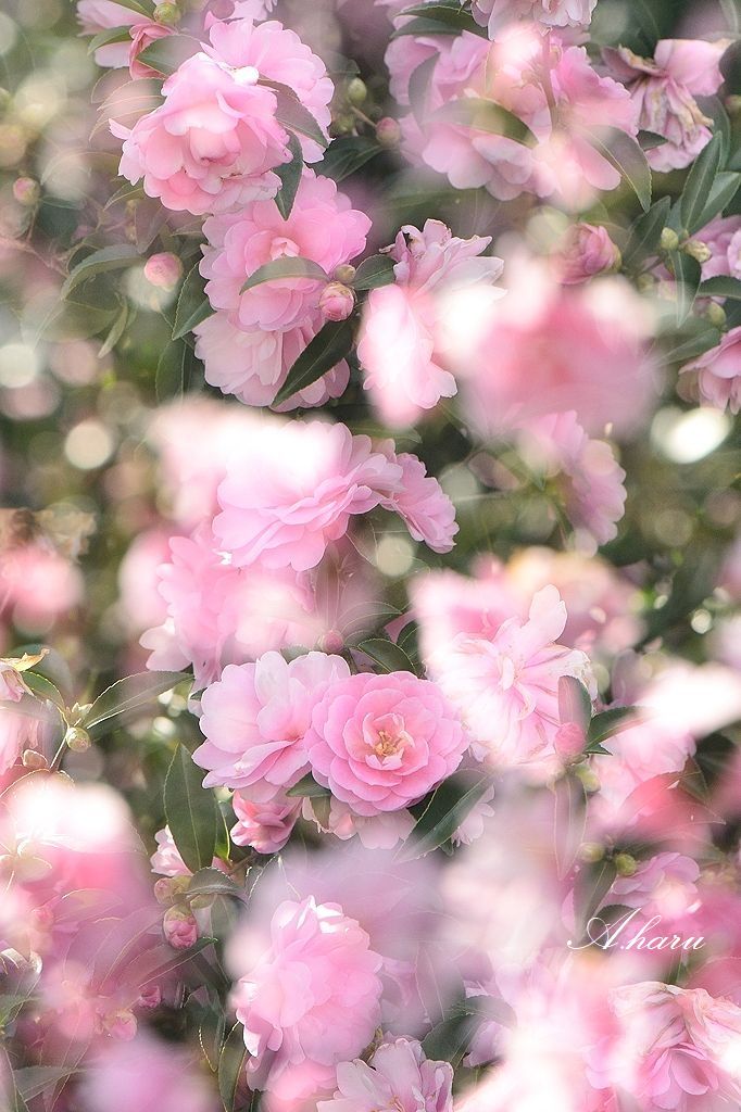 🐰𝚁𝚒𝚗𝚛𝚒𝚗…📸♥️𓂃ꕤ︎︎·͜· (@7725rirarin) / Posts / X