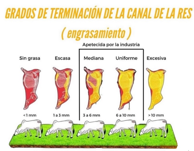 El acabado de la canal en el ganado es importante porque influye directamente en la calidad de la carne y la aceptación del consumidor. 🥩#ConstruyendoGanaderia @fedegan <a href="/jflafaurie/">José Félix Lafaurie</a> <a href="/PLguachucalFNG/">Guachucal Pasión Ganadera</a>