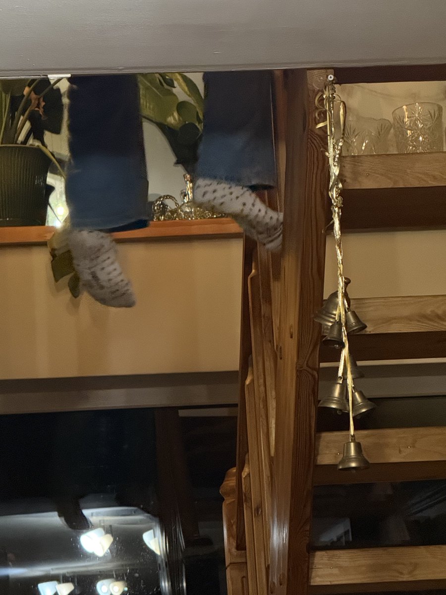 2 šūpojošās kājeles, ZS dziesmas, štovētu kāpostu smarža. Viss ir savās vietās. Tā ir lietu pareizā kārtība. https://t.co/MWRDVBVi9I