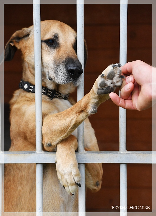 A przecież,przekonywał, że jest dobrym psem i warto go zabrać do domu.Że nie będzie robił kłopotu i nauczy się wszystkiego. Że jest wesoły,bardzo lubi się przytulać i umie słuchać.Że będzie się bawił, jakby był młody-bo lubi się bawić.🥹