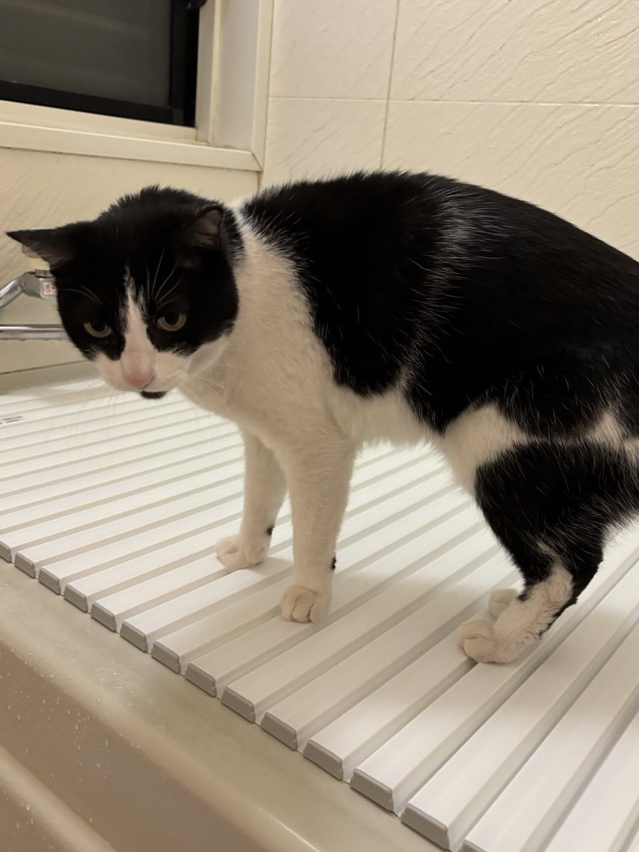 パリピア😻✨ (@NW6hX5NzGOqMVAw) / Posts / X