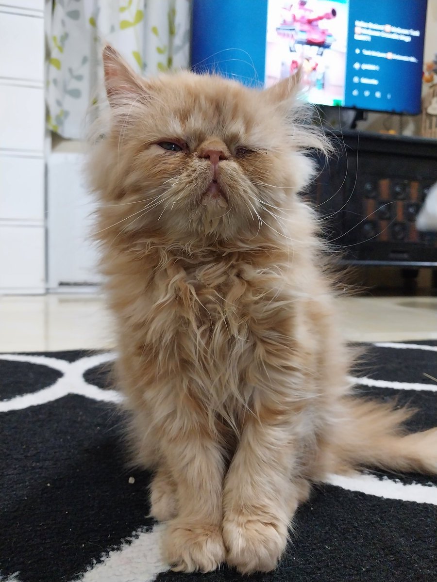 Bintang_YW's tweet photo. Jule ngantukss gaes🐈 https://t.co/Y8eYCWX9fw