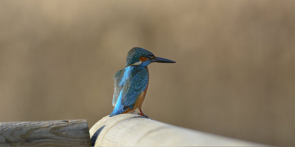 SeyitSunnetci's tweet photo. Etrafta uçuşmalarını izlemek çok farklı bir keyif gerçekten. Akrobatikliği ayrı renkleri ayrı güzel.

#Kingfisher https://t.co/XN7ojEMd4r