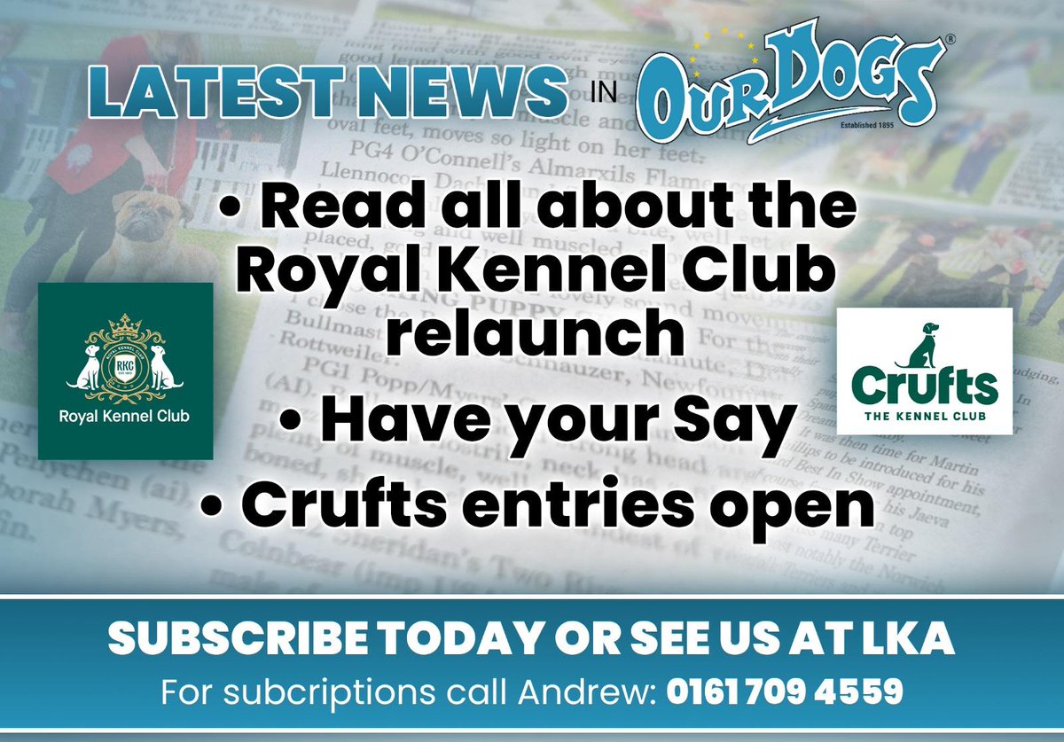 OUR DOGS tweet media