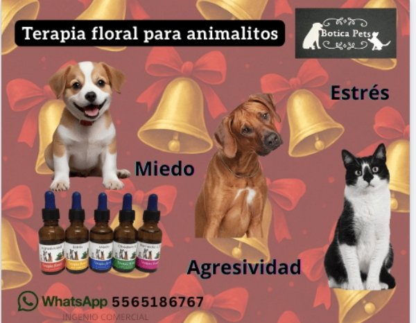 BoticaPets's tweet image. 