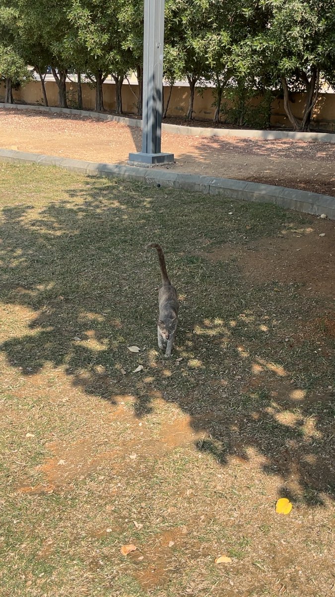 الجمعية السعودية للرفق بالحيوان #رفق tweet media