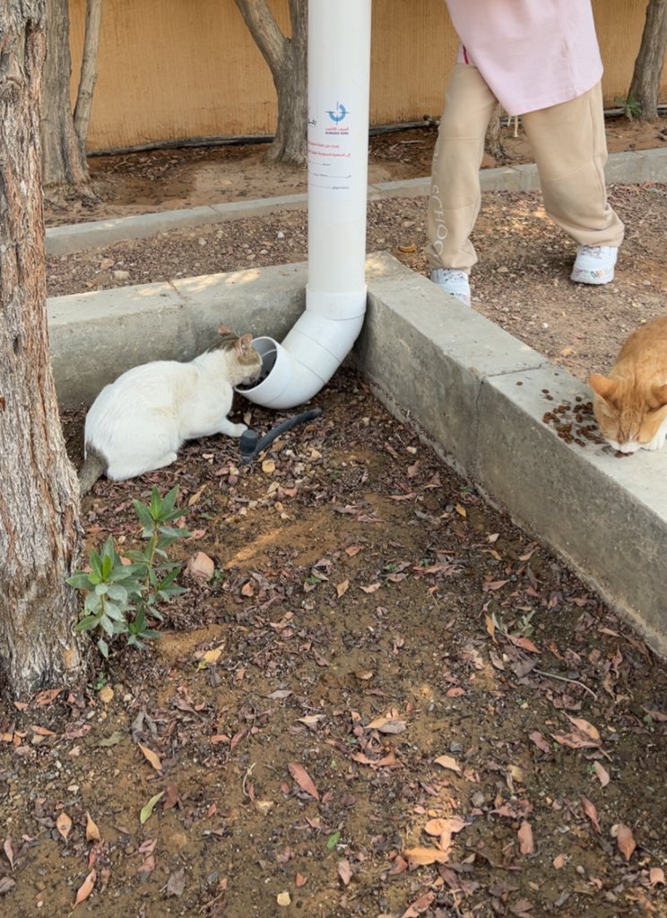 الجمعية السعودية للرفق بالحيوان #رفق tweet media