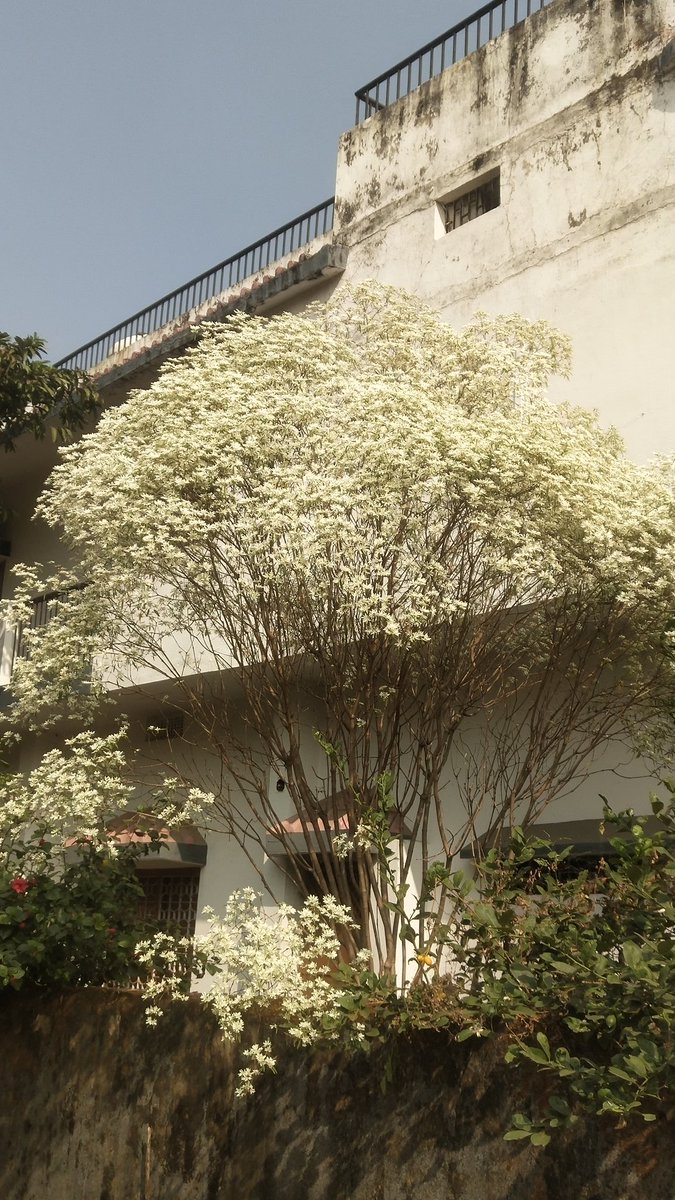 Multiple_Eye's tweet photo. White Christmas Bush
दूर से देखने पर  सफेद दिखने वाला  यह पौधा मन मोहता है,बरबस अपनी ओर खिंच लिया। दिसंबर आते आते यह फूल के कारण सफेद रंग का हो जाता है,बाकी समय फिर हरा रहता है। इसका यह नाम शायद इसके इस प्रवृति को ध्यान में रखकर ही किया गया है। #Nature #Flower #Hazaribagh https://t.co/VrZjghVzLE