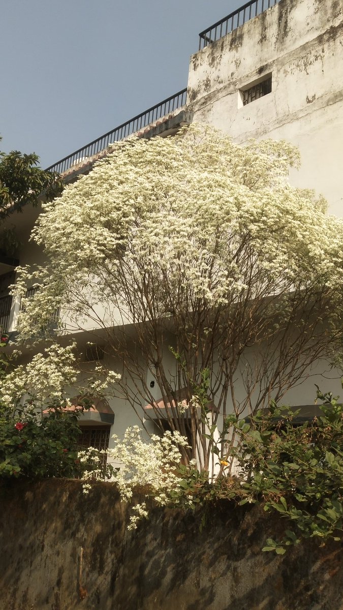 Multiple_Eye's tweet photo. White Christmas Bush
दूर से देखने पर  सफेद दिखने वाला  यह पौधा मन मोहता है,बरबस अपनी ओर खिंच लिया। दिसंबर आते आते यह फूल के कारण सफेद रंग का हो जाता है,बाकी समय फिर हरा रहता है। इसका यह नाम शायद इसके इस प्रवृति को ध्यान में रखकर ही किया गया है। #Nature #Flower #Hazaribagh https://t.co/VrZjghVzLE