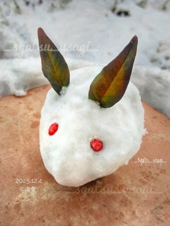 12月6日(土)* お早うございます 今年お初の積雪☃️ 庭は10cm程度で