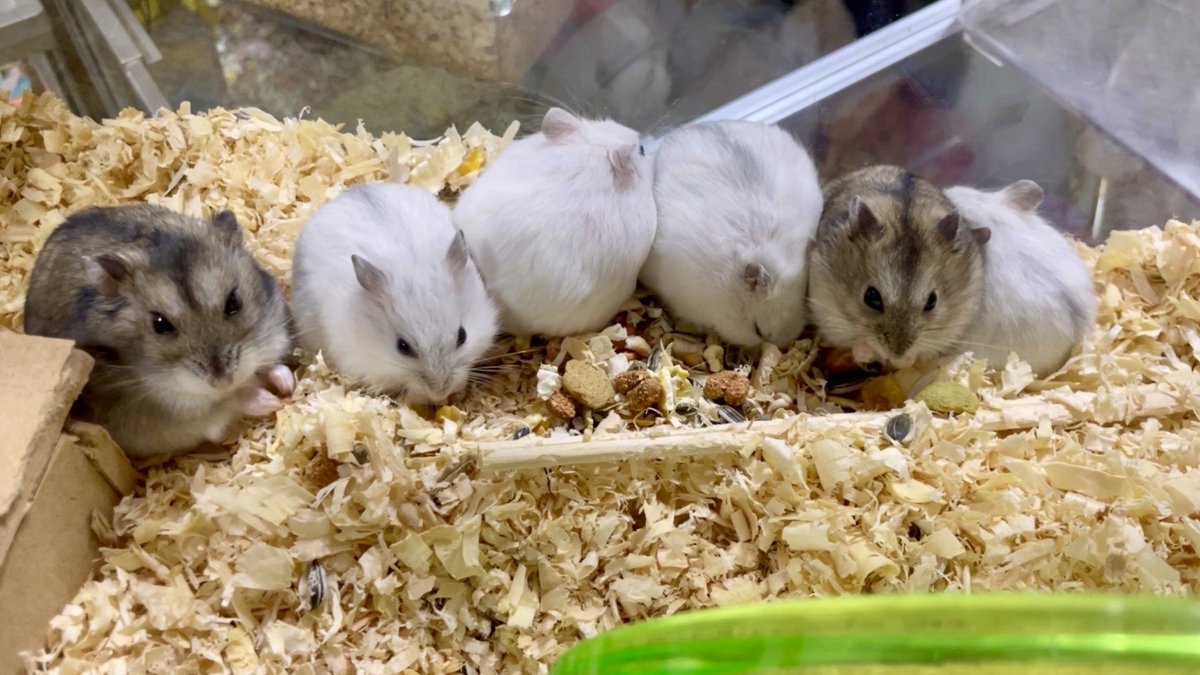 hamsterhamste's tweet photo. 家族写真 https://t.co/Pt5Sy82hyZ
