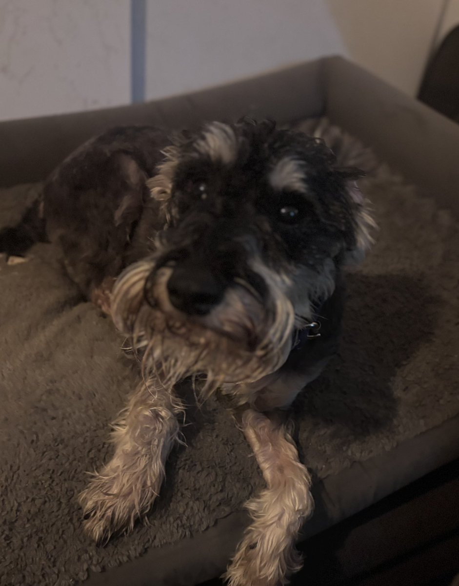 ClickSte's tweet photo. He’s home! He was spotted by the local post office who trapped him and called us straight away. Thank you everyone for your help and support, we’ve been running on fumes since Sunday - so time for us all to cuddle up and sleep x https://t.co/RT3vfSUlkG
