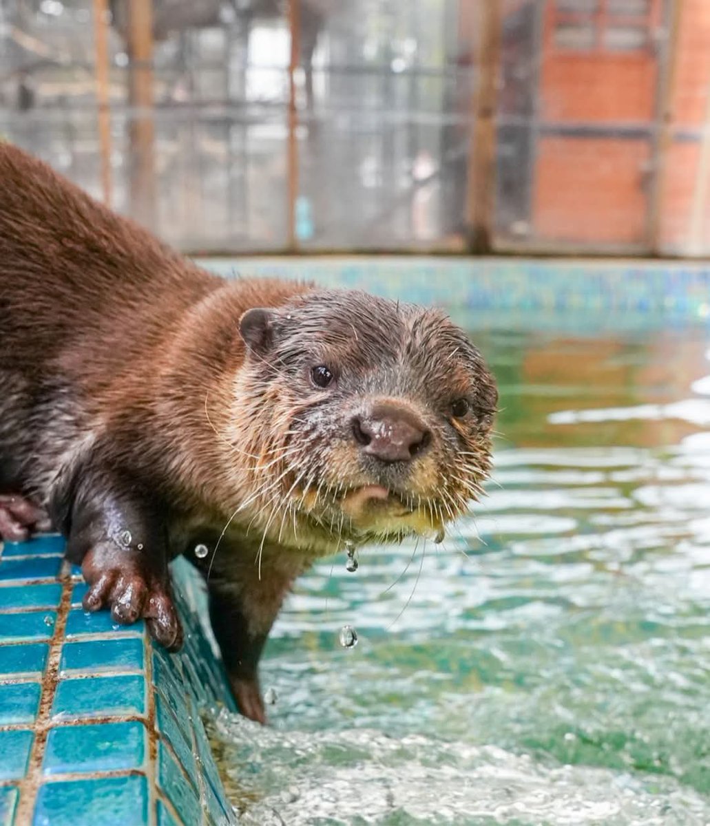 Funny Otters tweet media