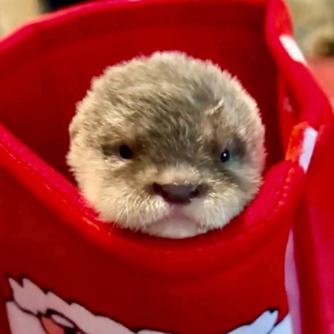 Funny Otters tweet media