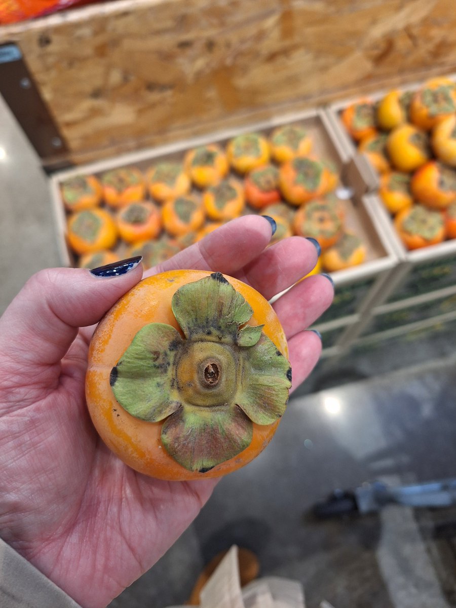 Shelly HW 🏄♀️🐁🐝 (LifeataSwell'sPace) tweet media