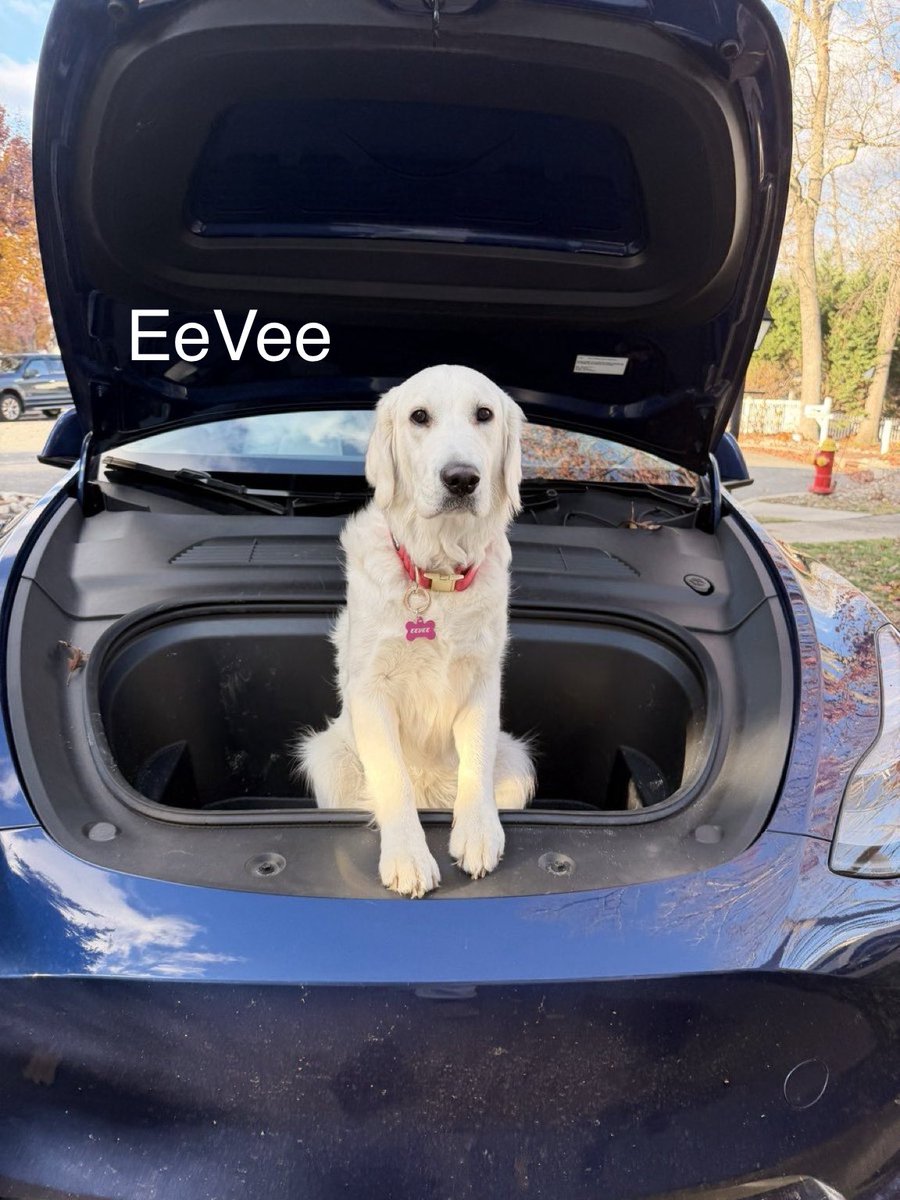 28delayslater's tweet photo. It’s time to vote for the FrunkPuppyFriday pic of the week! 

Vote in the poll below 

3,000,000 $Floki tokens to the winner. https://t.co/SNfyB4zS1m