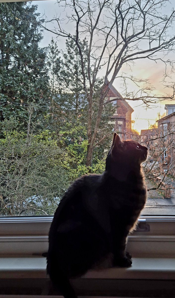 An early morning #HedgewatchforZiggy by Dolly..
Sending love to Ziggy's family ❤️🌈💔