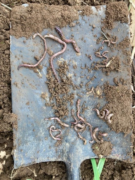 FrontierAg's tweet image. Did you know earthworms are vital to soil? They improve structure, drainage &amp;amp; nutrient access. Winter to early spring is ideal for worm counts after rain️.️ Higher counts mean healthier soil. Research says 200/m² on farm and 500/m² in grassland is the aim!   

#WorldSoilDay