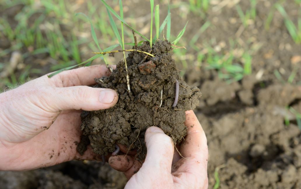 FrontierAg's tweet image. Did you know earthworms are vital to soil? They improve structure, drainage &amp;amp; nutrient access. Winter to early spring is ideal for worm counts after rain️.️ Higher counts mean healthier soil. Research says 200/m² on farm and 500/m² in grassland is the aim!   

#WorldSoilDay