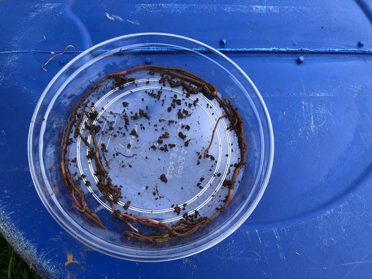 FrontierAg's tweet image. Did you know earthworms are vital to soil? They improve structure, drainage &amp;amp; nutrient access. Winter to early spring is ideal for worm counts after rain️.️ Higher counts mean healthier soil. Research says 200/m² on farm and 500/m² in grassland is the aim!   

#WorldSoilDay